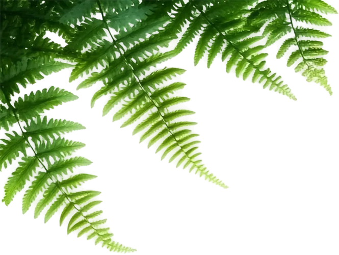About us 8 Fern 4 2