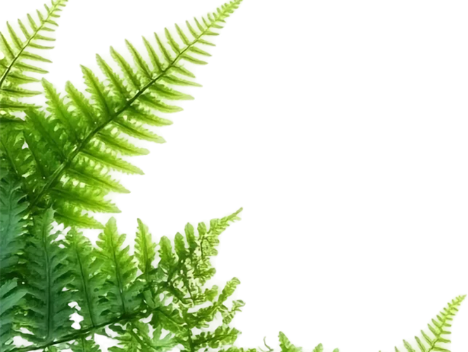 Yoga in Cork 20 Fern 4 5