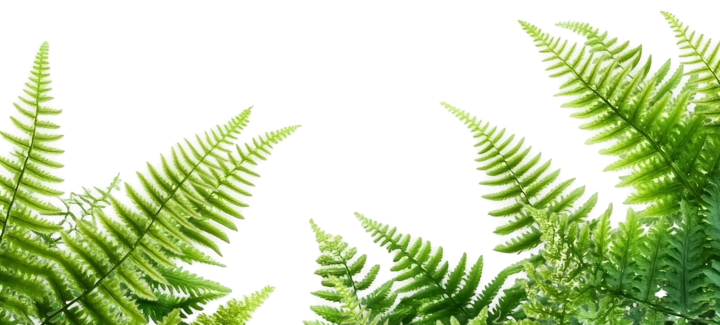 HomePage 5 Lotus Green Background